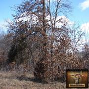 hickory-hill-hunts-treestands-0005