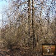 hickory-hill-hunts-treestands-0014
